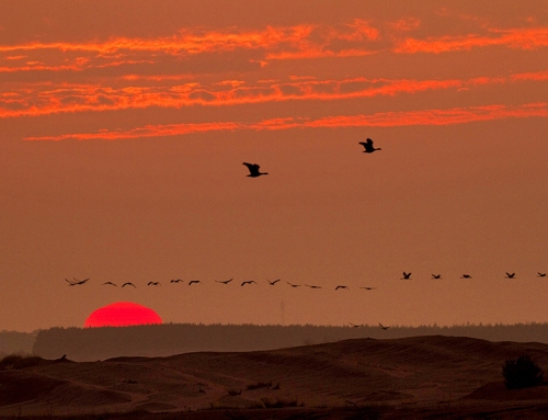 Der große Vogelzug  Birdwatching in Brandenburg 